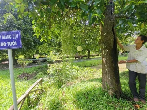 Hai cây măng cụt hơn 100 năm tuổi ở Cần Thơ vẫn sai trĩu quả, thành điểm du lịch hút khách