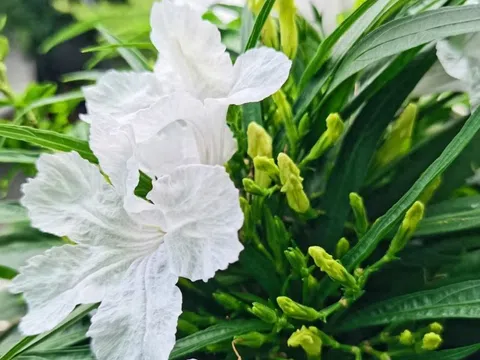 Loài hoa may mắn nở mãi không biết tàn, càng chăm càng có lộc