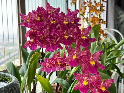 Nữ hoàng của thế giới lan – đẹp kiêu sa mà dễ trồng đến bất ngờ