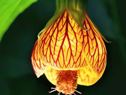 Loài cây nở ngàn “đèn lồng” rực rỡ, vừa đẹp vừa dễ chăm