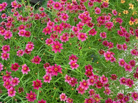 Loài hoa gần như “không có khuyết điểm”: Chịu nóng, chịu lạnh, nở đẹp suốt 8 tháng