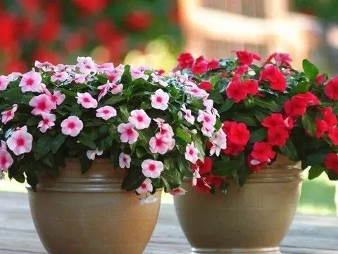 5 loại cây không bao giờ chết: Chỉ cần cắm cành xuống đất, vài tuần sau đã bén rễ, nở hoa