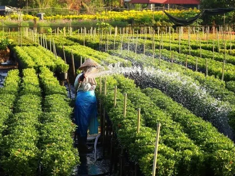 Từ trồng hoa bán Tết đến làm du lịch trải nghiệm: Làng hoa Sa Đéc thay áo mới