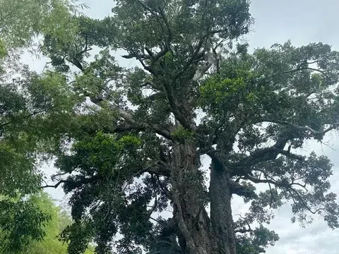 Cận cảnh cây rỏi mật 500 tuổi ở Đà Nẵng được công nhận Cây Di sản Việt Nam