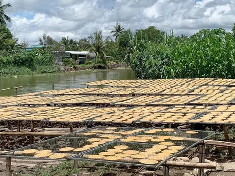 Làng nghề ép chuối khô – nửa thế kỷ giữ vị ngọt miền đất mũi Cà Mau