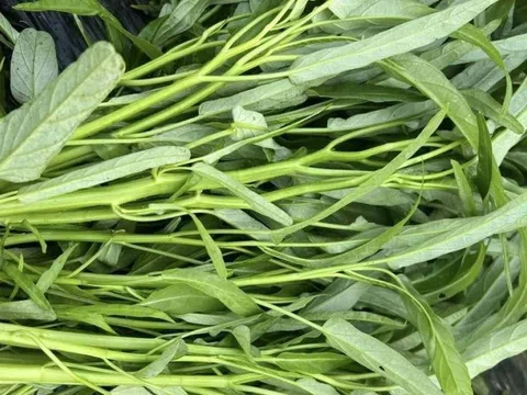 5 loại rau dễ ngấm thuốc trừ sâu nhất: Dân buôn biết rõ nhưng không dám ăn