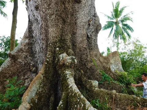Khám phá “báu vật xanh” – những cây cổ thụ trăm năm tuổi ở Cần Thơ