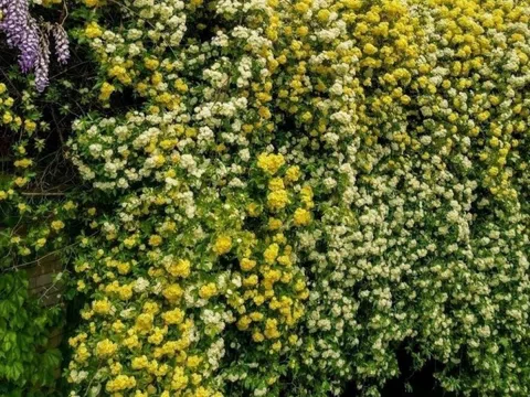 Ba "ngự lâm quân" của khu vườn biến sân nhà thành biển hoa