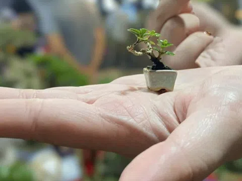 Tinh hoa thu nhỏ: Bonsai mini Đồng Tháp làm say lòng người yêu cây