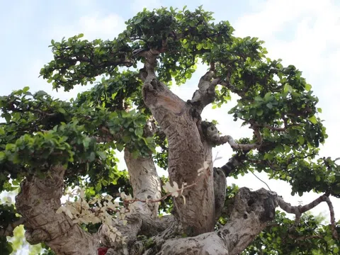 Cổ thụ duối trăm tuổi hội tụ tại triển lãm Gia Lai, hút hồn người xem bởi vẻ đẹp “cổ, kỳ, mỹ”