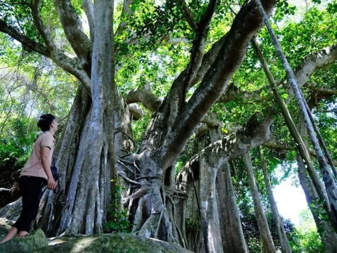 Cây cổ thụ gần 1.000 năm tuổi ở Đà Nẵng có hơn 20 rễ phụ khổng lồ là cây gì?
