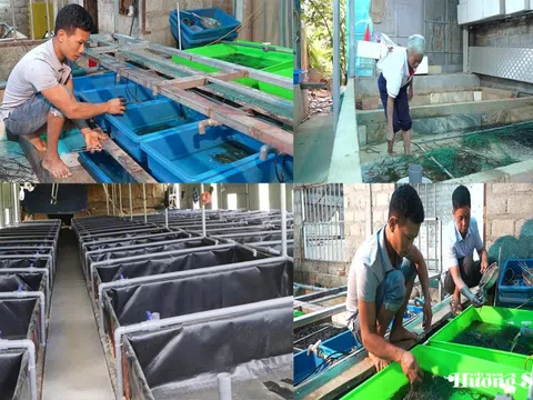 Hà Tĩnh: Nhiều hộ dân nuôi lươn không bùn nâng cao thu nhập, làm giàu ngay ở làng quê