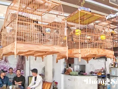 Huế: Sau gần một tháng chỉ có một người đăng ký nuôi chim hợp pháp