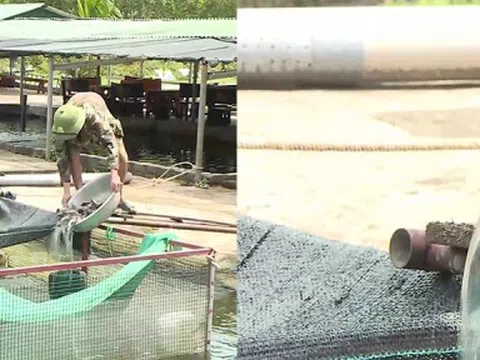 Thành công từ mô hình nuôi cá tầm trên đại ngàn Hà Tĩnh