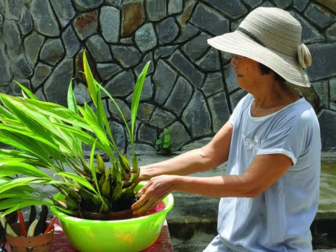 Kỹ thuật tách chiết lan rừng