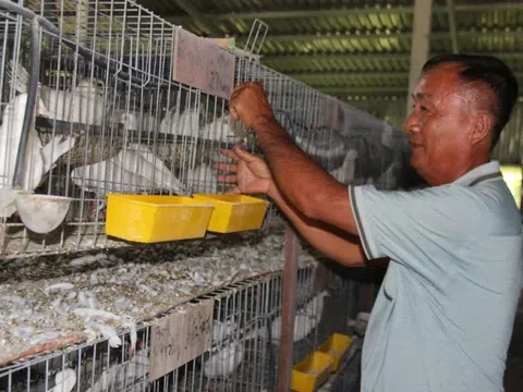 Từ bồ câu Pháp ở Long An đến tổ yến Gia Lai: Hai nông dân kiếm tiền tỷ từ mô hình nuôi chim