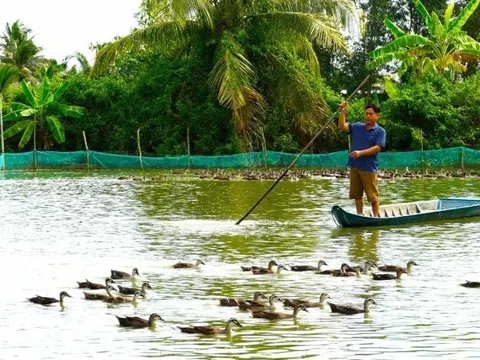 Nông dân miền Tây làm giàu từ mô hình nuôi vịt trời