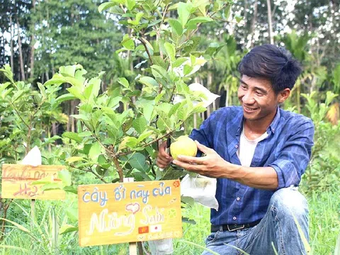 Chàng trai Huế sáng tạo mô hình "nhận nuôi cây vườn nhà", khách ở Nhật vẫn được hái trái từ xa