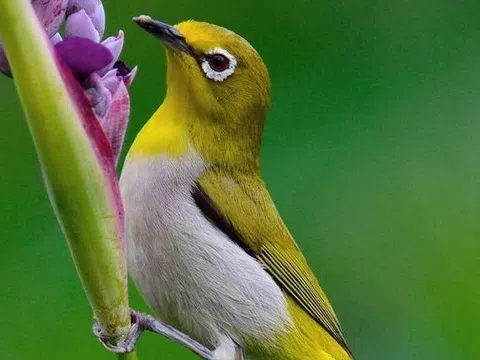 Top 5 loài chim cảnh vừa đẹp, vừa hót hay, lại mang may mắn về cho gia chủ