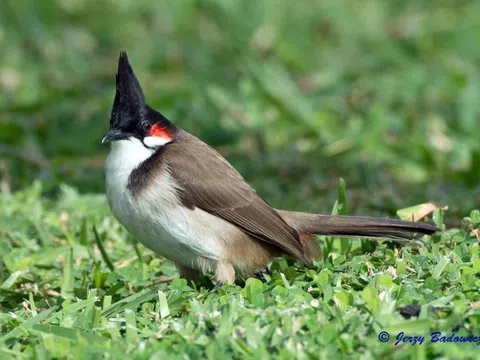 Chim chào mào: Hướng dẫn nuôi, chăm sóc và huấn luyện từ A-Z