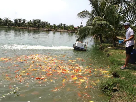 Nuôi cá Koi, gà chọi và sâu canxi, nông dân Hải Phòng thu 2 tỷ đồng mỗi năm