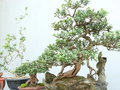 Bonsai Sơn La: Từ thú chơi tao nhã đến mô hình kinh tế hiệu quả