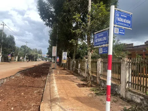 Những hàng cây mới trồng lộn xộn, không theo hàng lối