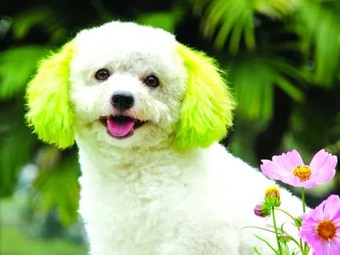 Poodle – một loài chó nhỏ xinh