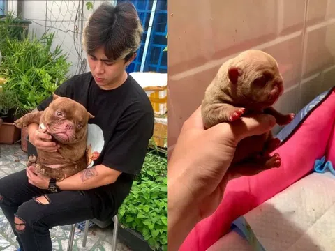 Chàng trai Cần Thơ kiếm thu nhập hàng trăm triệu mỗi năm nhờ nuôi chó Bully