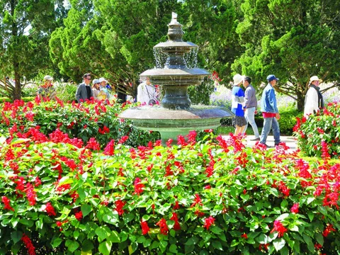 Xác pháo – màu hoa đỏ không tàn trong ký ức