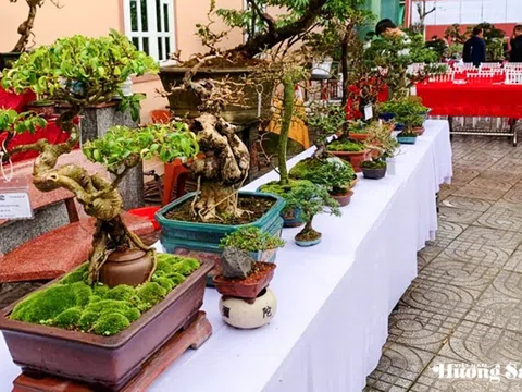 Nghệ thuật bonsai - Công phu từ gốc rễ đến hồn cây