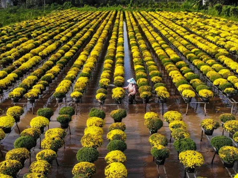 Hoa Tết rộn ràng vào vụ, nhà vườn cả nước chờ mùa bội thu