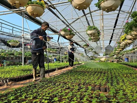 Hưng Yên: Hoa Tết tại làng hoa Xuân Quan bán sớm, giá tăng 10–15%