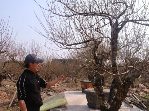 Vườn đào cổ tiền triệu ở Ninh Bình hút khách trước Tết