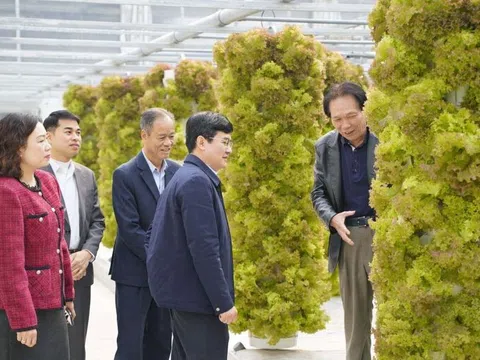 Trang trại rau khí canh công nghệ Israel hơn 10 tỷ đồng, trồng không cần đất giữa Hà Nội
