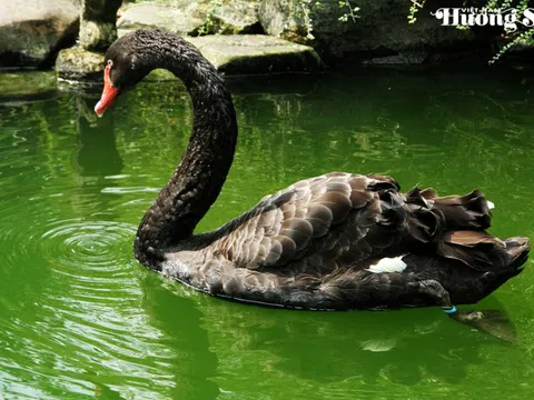 Thiên nga đen – Điểm nhấn sinh thái cho các khu du lịch và hồ điều hòa
