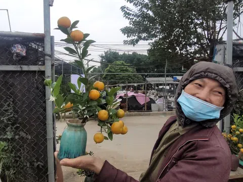 Quất bonsai mini giá vài trăm ngàn đồng mỗi bình