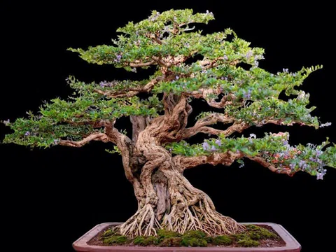 Bonsai Linh sam sông Hinh: Khúc độc hành của di sản và huyền thoại trăm năm