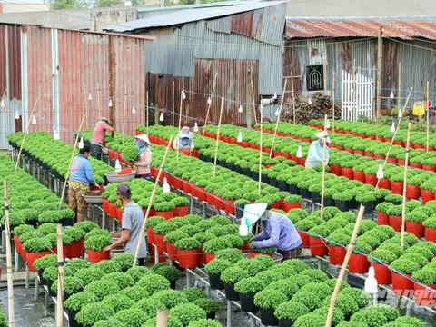 Nông dân ĐBSCL tất bật chăm hoa Tết