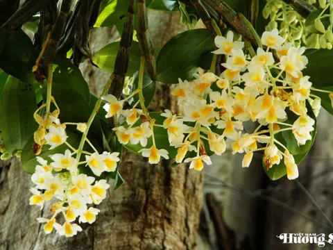 Hoàng thảo: Báu vật của đại ngàn – cần được trân quý và bảo tồn