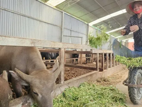 Tỉnh Phú Thọ ban hành quy chế phối hợp công tác khuyến nông