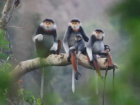 Quản lý loài nguy cấp, quý, hiếm