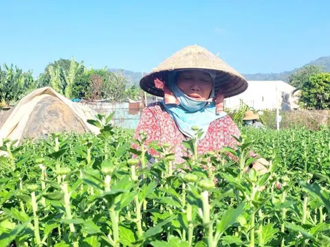 Nông dân giảm diện tích trồng hoa, kỳ vọng thị trường Tết khởi sắc