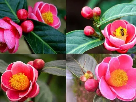 Đặt hải đường trong nhà dịp Tết: Mở vận giàu sang, cầu năm an lành