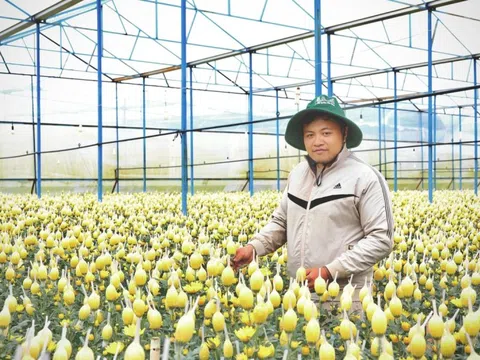 Nông dân Lâm Đồng thận trọng vụ hoa Tết