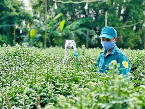 Làng hoa Nghĩa Hiệp: Cúc Tết “cháy hàng” ngay từ trong vườn