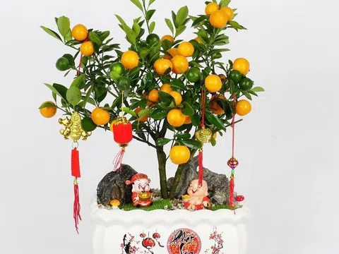 Đặt sai cây ngày Tết, tài lộc dễ trôi: Người sành phong thủy chọn cây thế nào?