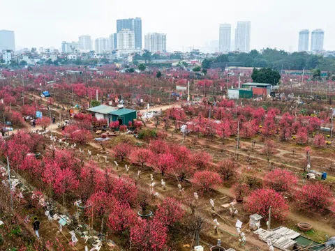 Sắc xuân ven sông Hồng tại lễ hội đào Nhật Tân, quất Tứ Liên