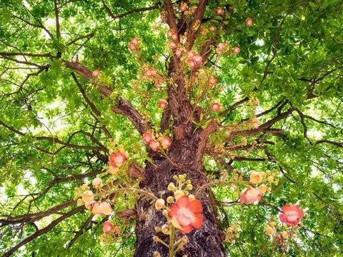 Vì sao cây Sala ngày càng được săn tìm cho biệt thự sinh thái?