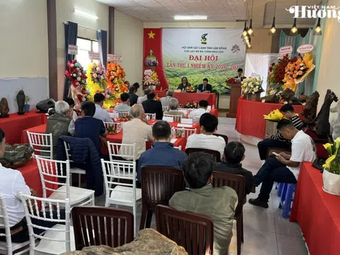 Đá cảnh Bảo Lộc: Từ phong trào tự phát đến hành trình chuyên nghiệp hóa